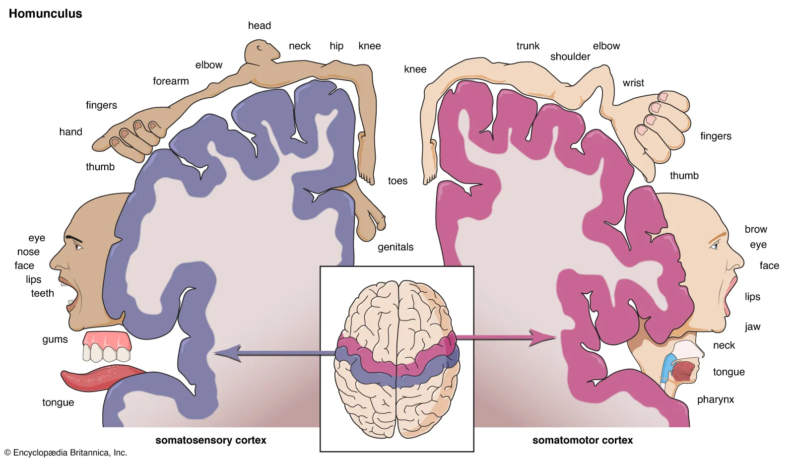 <p>Area of cortex is proportional to the degree of motor innervation on contralateral side of body<br>Lower limb more medial and head more lateral<br>More neurones mean more precise movement</p>