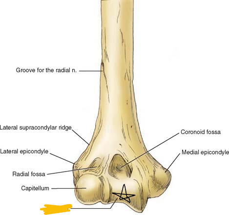 <p>medial portion of the humerus that articulates with ulna (anterior view picture)</p>