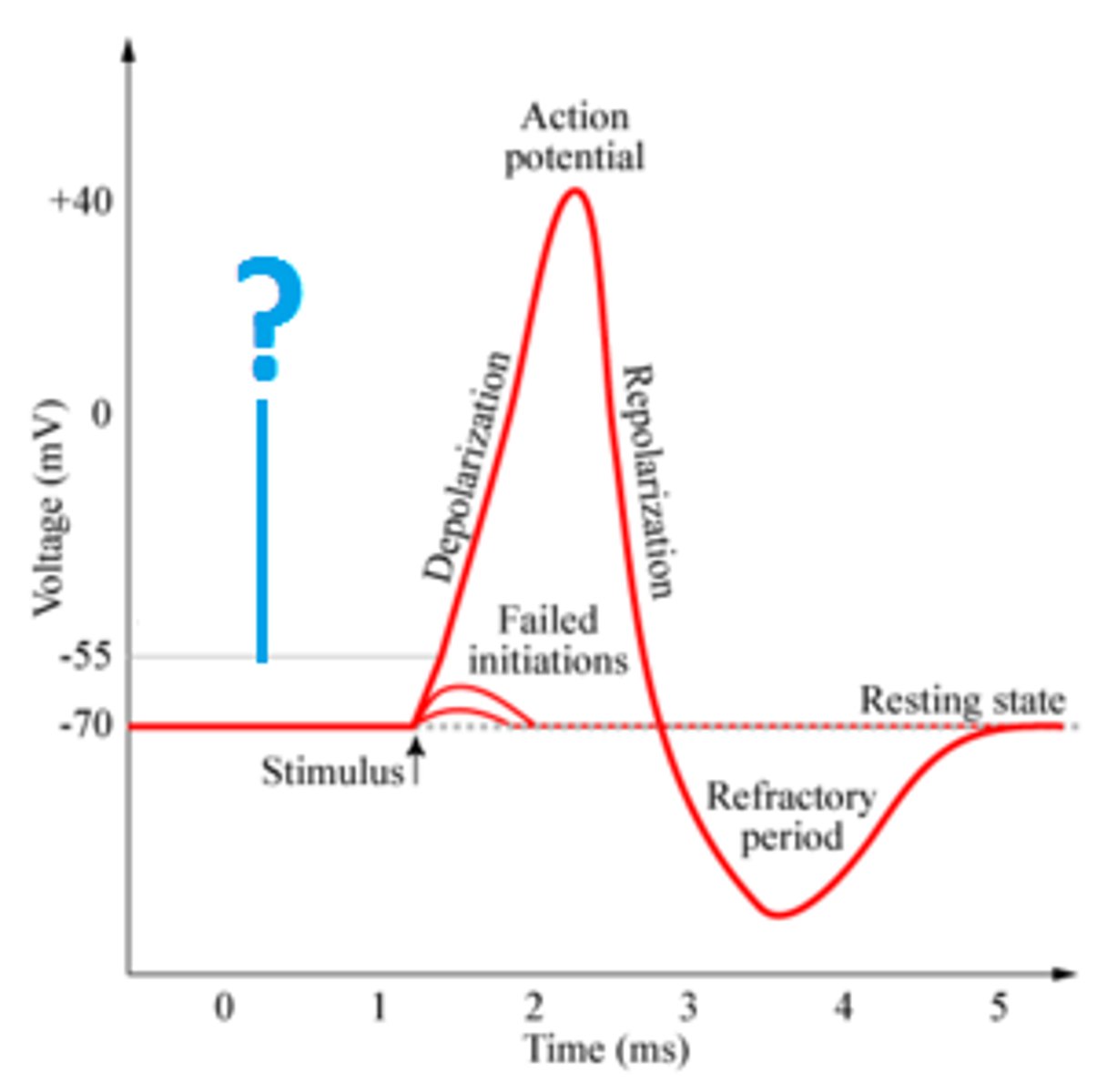 <p>-55mV, the minimum membrane potential that must be reached in order for an action potential to be generated.</p>