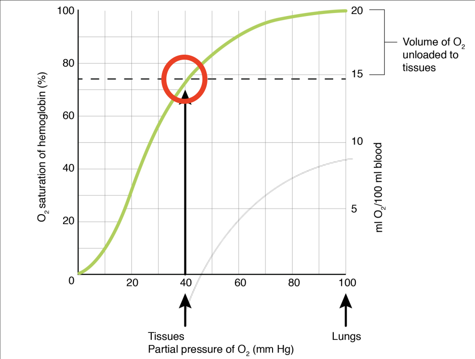 <p>Usually only deliver ~25% of the O<sub>2 </sub>carried by red blood cells (RBCs) to the tissues – lots of spare capacity if needed</p><ul><li><p>‘Deoxygenated’ blood in veins still has a lot of O<sub>2</sub> in it!</p></li></ul><p></p>