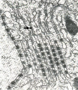 <p>What part of the cell is pointed out by the arrow and what is its function?</p>