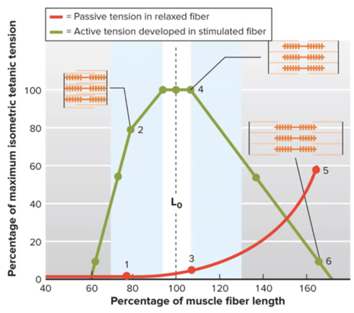 <p>B) a small amount of passive tension</p>