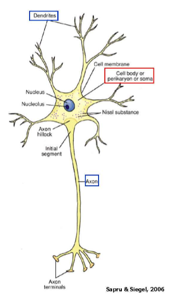 <ul><li><p>Cell body: an area containing the nucelus and various organelles; Maybe also be known as the soma or the perikaryon</p><p></p></li><li><p>Neurites: Numerous thin, tube-like structures projecting from the soma</p><ul><li><p>Two types: Dendrites and axons</p></li></ul></li><li><p>Axon terminals</p><p></p></li></ul><p></p>