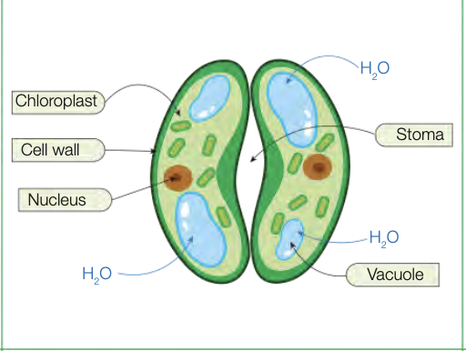 <ul><li><p>dermal tissue system</p></li><li><p>pair of bean-shaped cellsm surround stoma</p></li><li><p>open and close to allow diffusion of gasses</p></li><li><p>thick cell walls facing stoma, thin facing adjacent epiderman cells</p></li><li><p>open when gain water and become turgid</p></li><li><p>thin outer walls bend more easy, causing themt o curve and open stoma</p></li></ul><p></p>