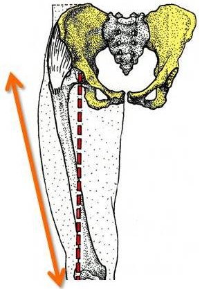 <p><span>bipedal human</span></p>