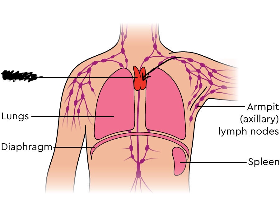 <p>Situated in the superior thorax, posterior to the sternum and overlying the heart.</p>