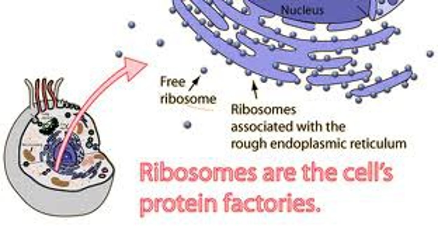 <p>are involved in the cells protein synthesis</p><p>Free ribosomes are suspended in the cytoplasm, typically involved in making proteins that function within the cytoplasm</p><p>Bound ribosomes are attached to the endoplasmic reticulum, associated with proteins packed in certain organelles or exported from the cell.</p>