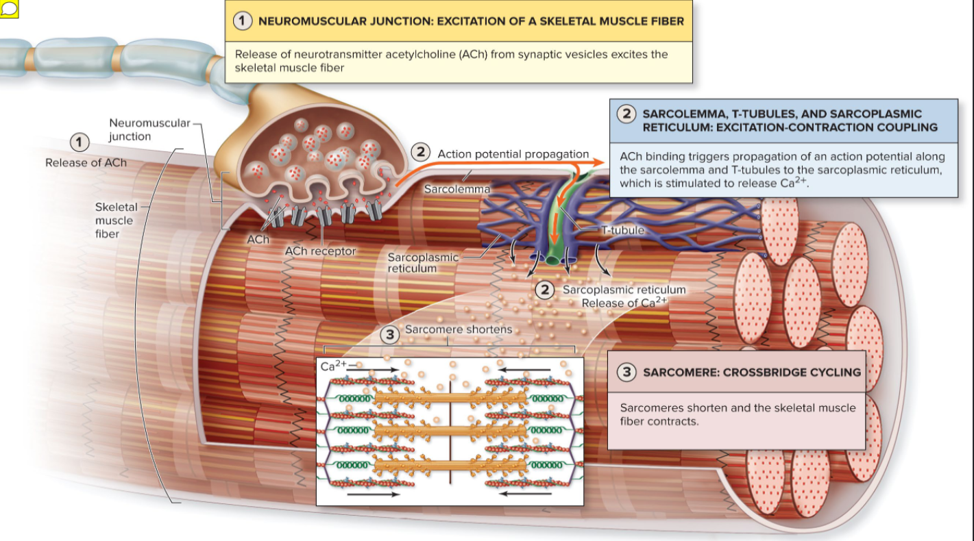 <p>Neuromuscular Junction of Skeletal Muscle Fiber ( Explained)</p>