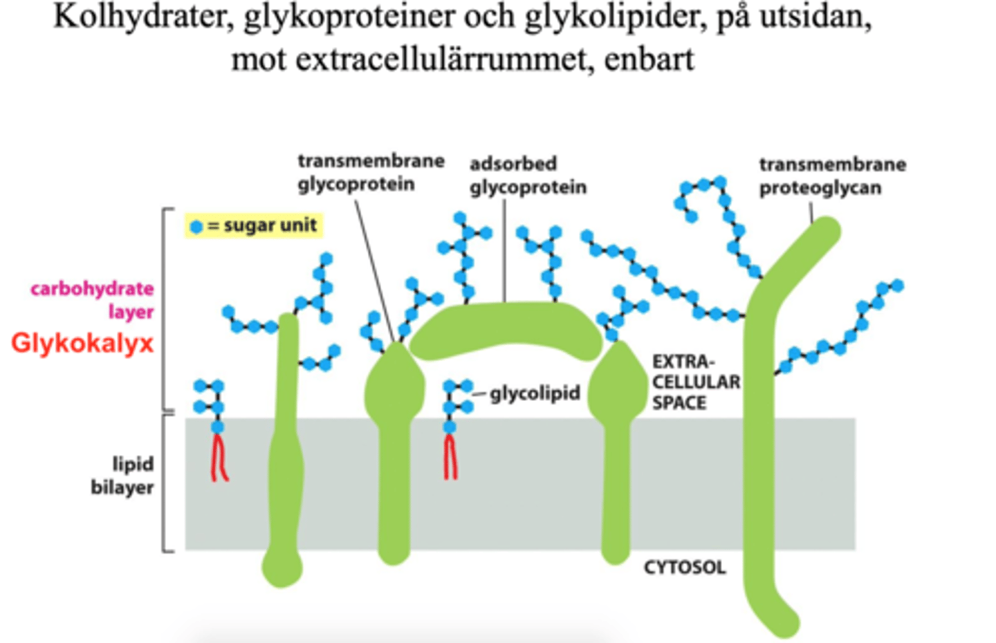 <p>Ett skikt av kolhydrater på cellmembranets utsida (glykolipider och glykoproteiner)</p>