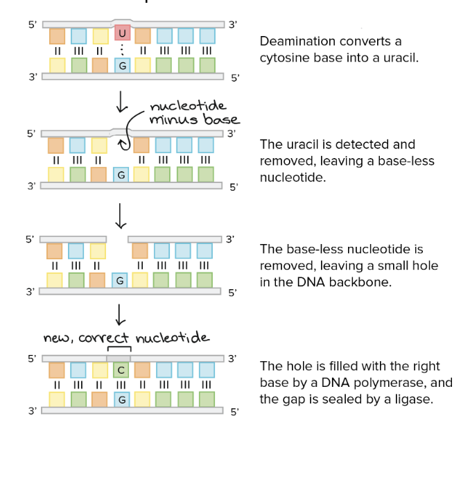 <ol><li><p>Deamination converts a Cytosine base to a Uracil </p></li><li><p>Uracil is detected and removed leaving a baseless nucleotide </p></li><li><p>DNA backbone is left with a missing nucleotide</p></li><li><p>DNA polymerase recognizes this and adds the matching base pair</p></li></ol><p></p>