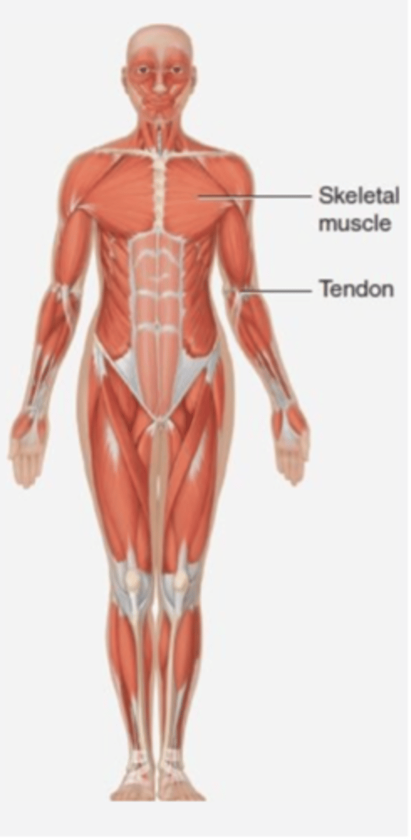 <p>Skeletal muscles</p>
