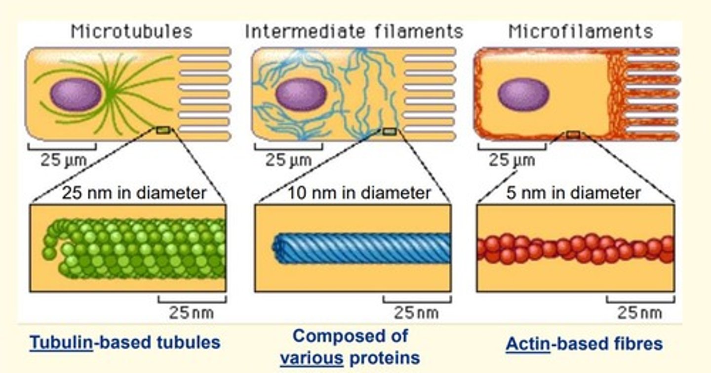 <p>1) Microtubules</p><p>2) Microfilaments</p><p>3) Intermediate filaments</p>