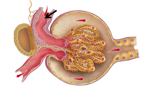 kärl som är inåtledande till glomerulus