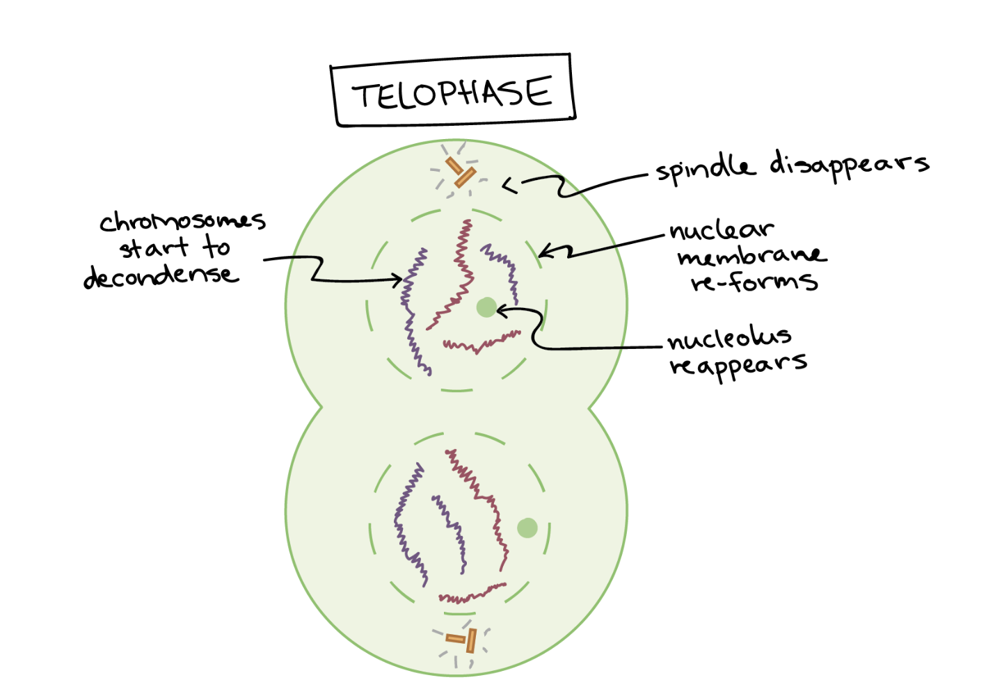 <p>cell starts seperating into two different cells. The nucleous reappears in each as the nuclear membrane forms. Cytokinesis starts to take place. </p>