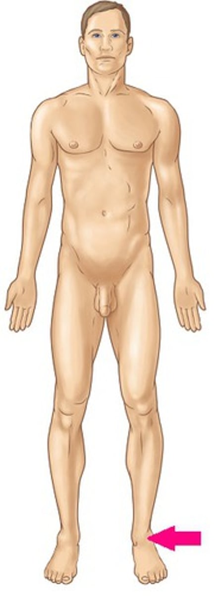 <p>ankle region</p>