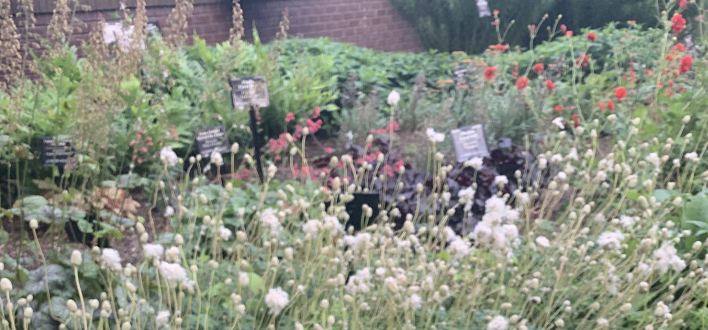 <p>8’-12”</p><p>native</p><p>moist-wet soils</p><p>apr-may</p><p>full sun part sun/part shade</p><p>Early-blooming perennial with nodding white flowers for moist to wet soils.</p>