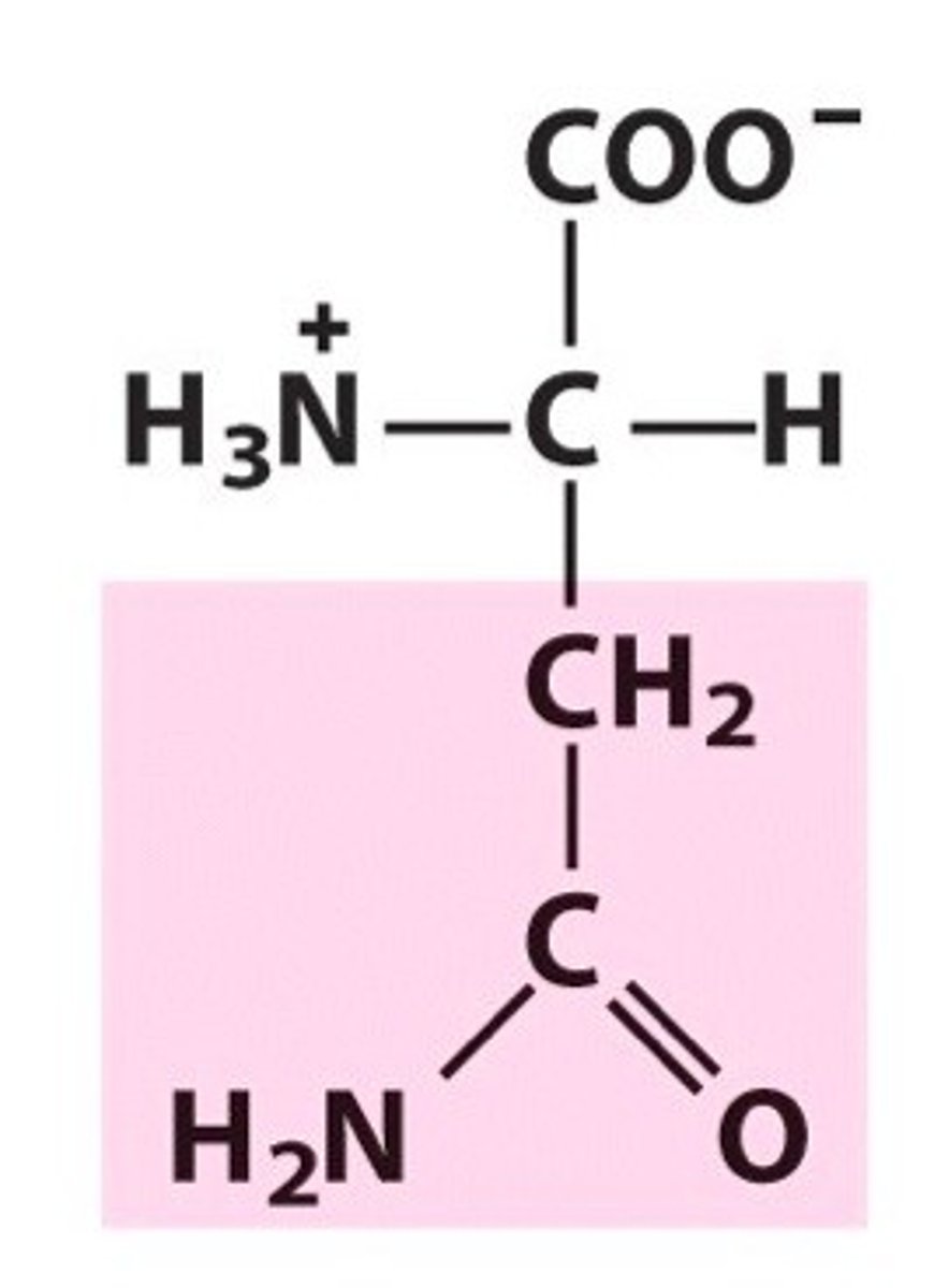 <p>AAU</p><p>AAC</p><p>polar, uncharged (Asn or N)</p>