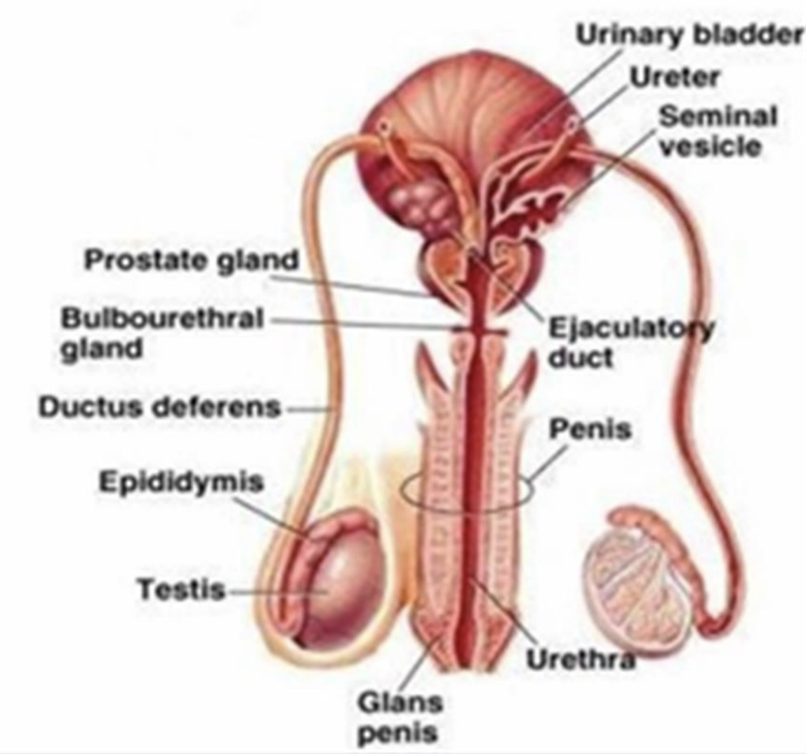 <ul><li><p>aid in the formation semen (seminal fluid) and the transport of semen</p></li><li><p>epididymis, ductus deferens, ejaculatory duct, seminal vesicles, prostate, bulbourethral glands and penis</p></li></ul><p></p>
