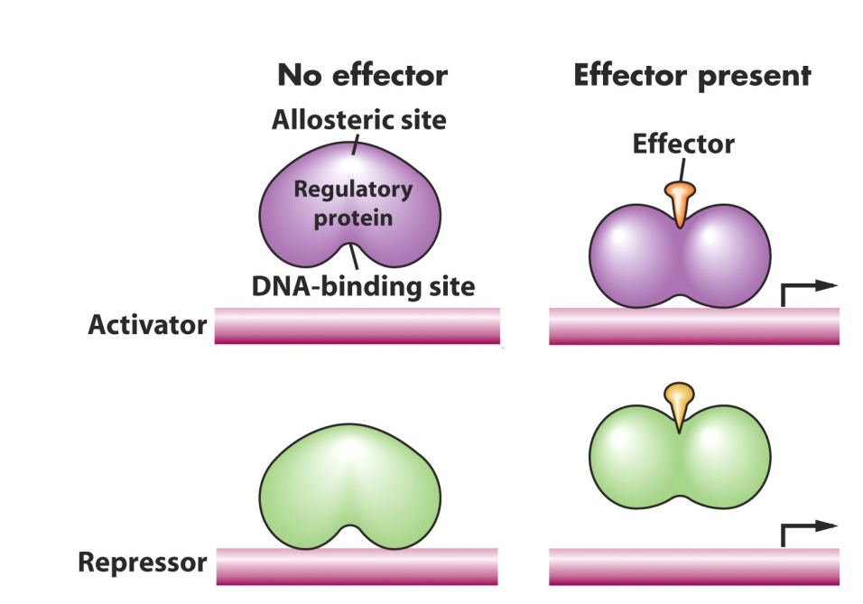 <p>Activator protein is required to bind the DNA to turn promoter on</p><ul><li><p>promoter only active when activator binds</p></li><li><p>activator often can only bind to DNA in the presence of the inducer molecule (inducer interacts with activator helping it bind to the DNA)</p></li><li><p>in absence of inducer, gene will be OFF</p></li><li><p>activator binds usually upstream of the promoter sequence (can interact with RNA polymerase and help it bind to DNA)</p></li></ul><p></p>