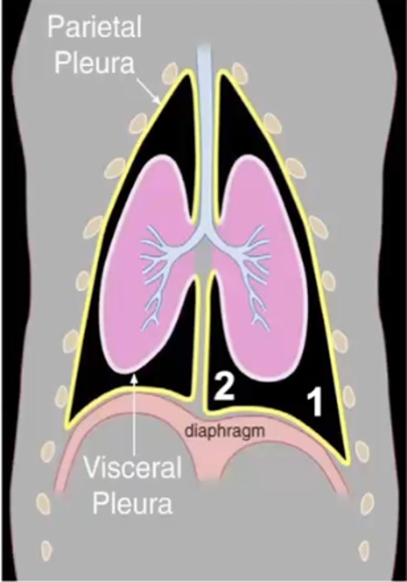 <p>Which pleural recess is 2?</p>