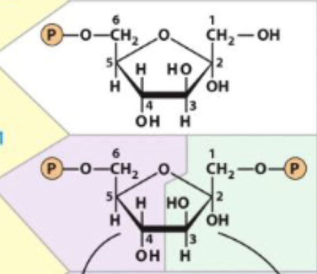 <p>fructose-6-phosphate -> fructose-1,6-bisphosphate</p><p>enzyme and step</p>