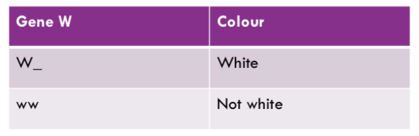 <p>Epistatic - if a cat has at leat one W allele, it will be completely white</p>