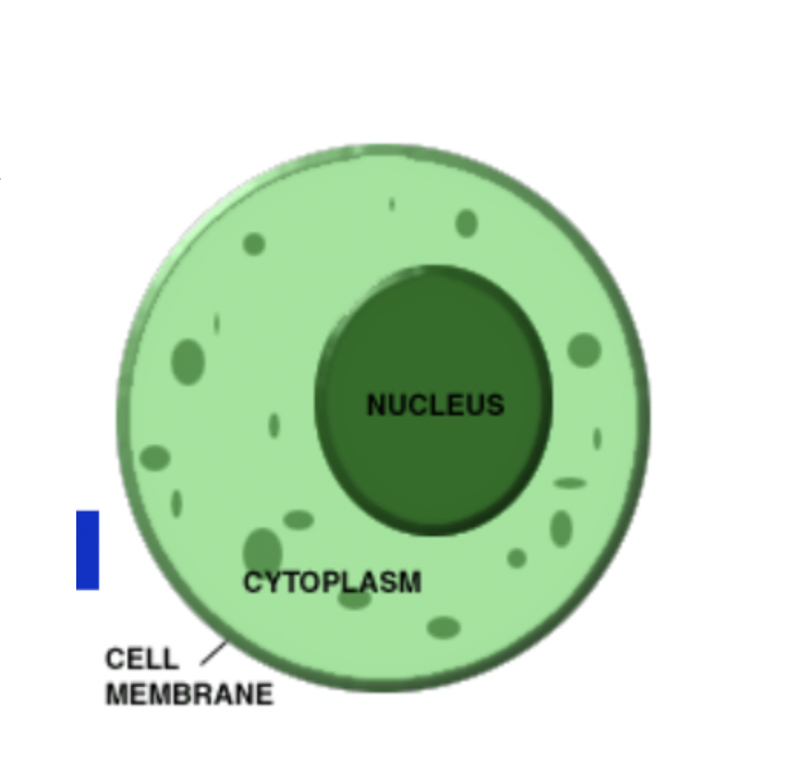 What is the Cell Membrane