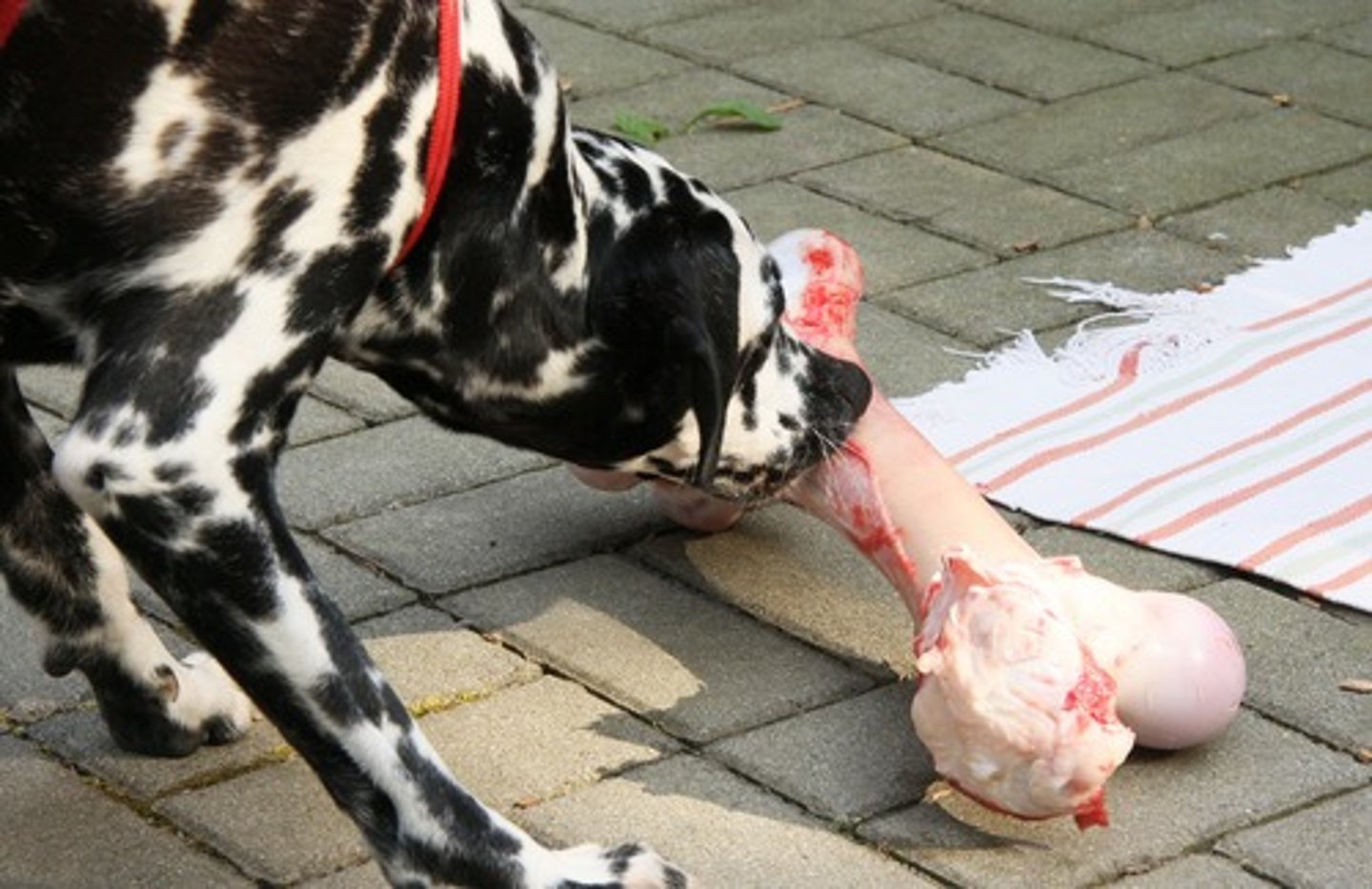 <p>bone</p>