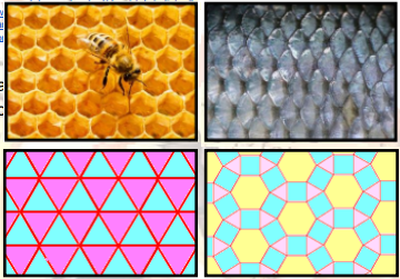 <p>Pattern that is formed by repeating polygons to cover a plane so that there are no gaps or overlaps. It may be regular (where a regular polygon is repeated) or semiregular (with two or more regular polygons being repeated).</p>