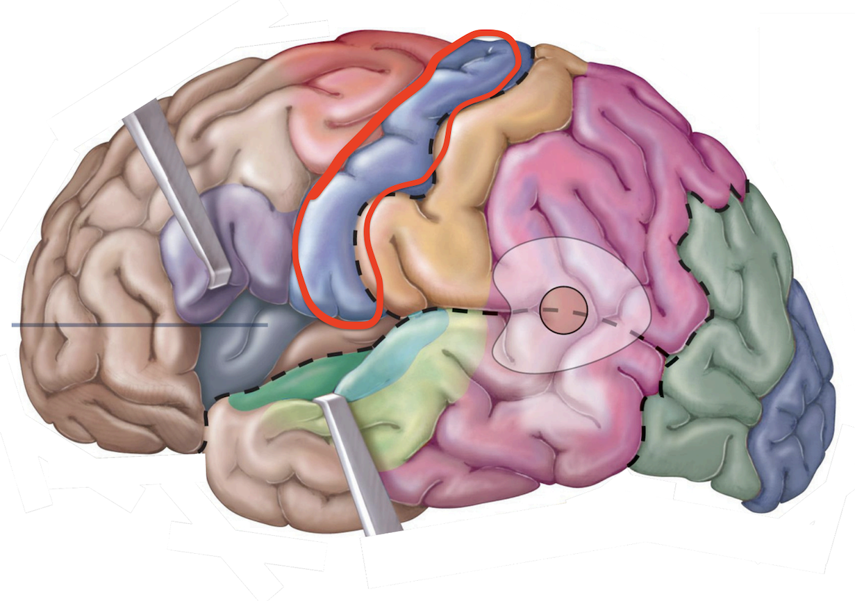 <p>Motor Area -<strong> Primary (1°) motor cortex</strong></p>