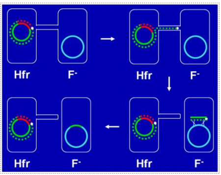 <p>arise when fertility plasmid merges w/ bacterial cell’s chromosome, can pass on copied segments of DNA beyond usual set of genes found on fertility plasma</p>