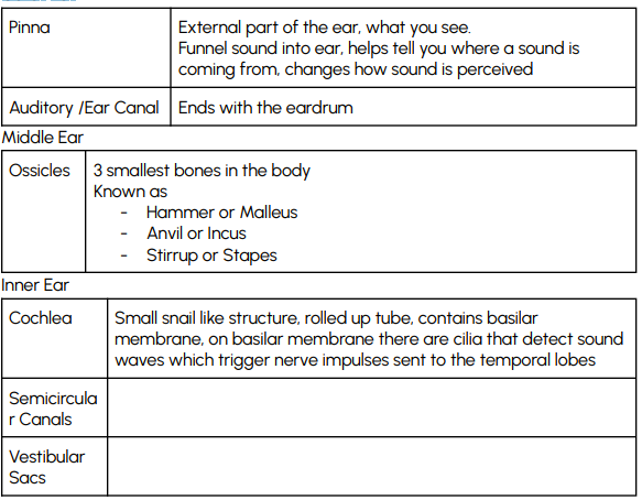 <p>➔ 3 sections: outer ear, middle ear, inner ear</p><p>➔ Outer &amp; Middle ear are air filled, Inner ear is fluid fillled</p><p>➔ Outer Ear</p><p></p>