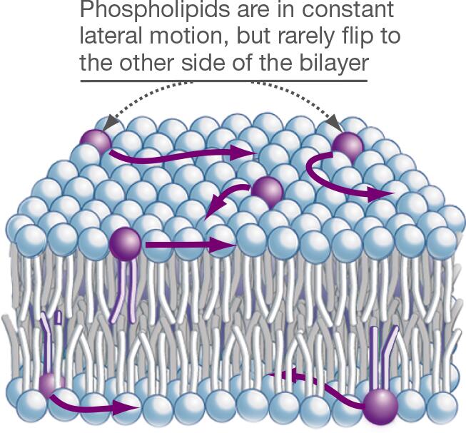 Phospholipids Move within Membranes