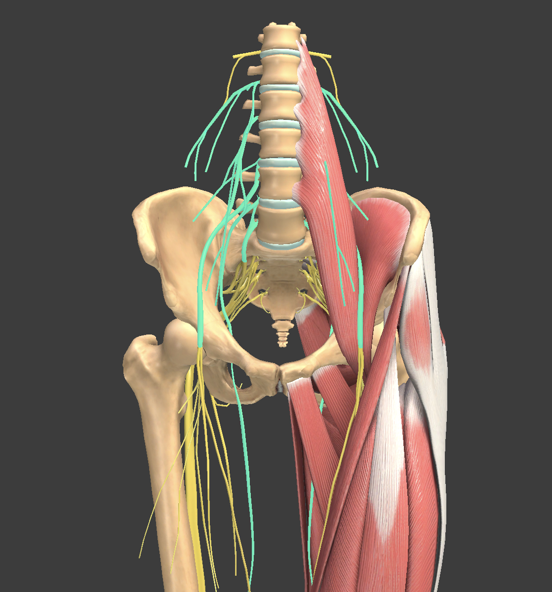 <p>What structure is shown?</p>