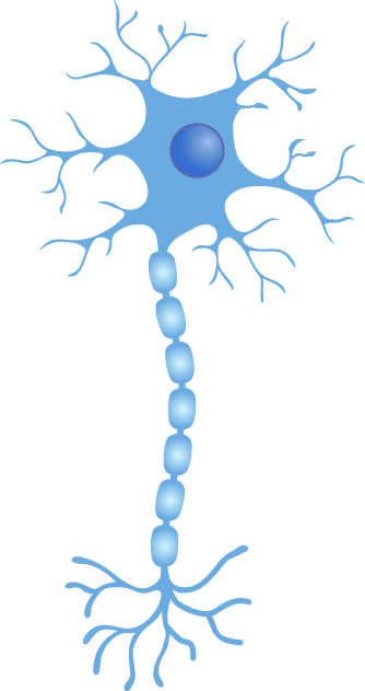 <p>Motor neurons</p>