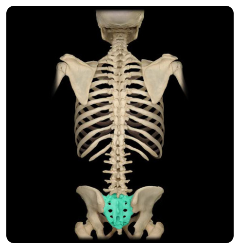 bone formed from five vertebrae fused together near the base of the spinal column
