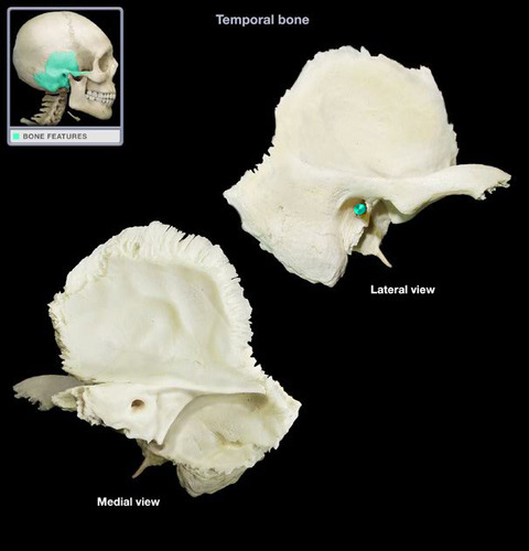 <p>Canal leading to eardrum and middle ear</p>