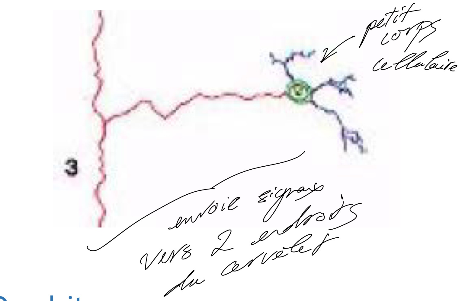 <p>Un petit corps cellulaire et axone très long, parfois divisé en plusieurs partie pour envoyé plus dans signaux dans différent endroits) </p>
