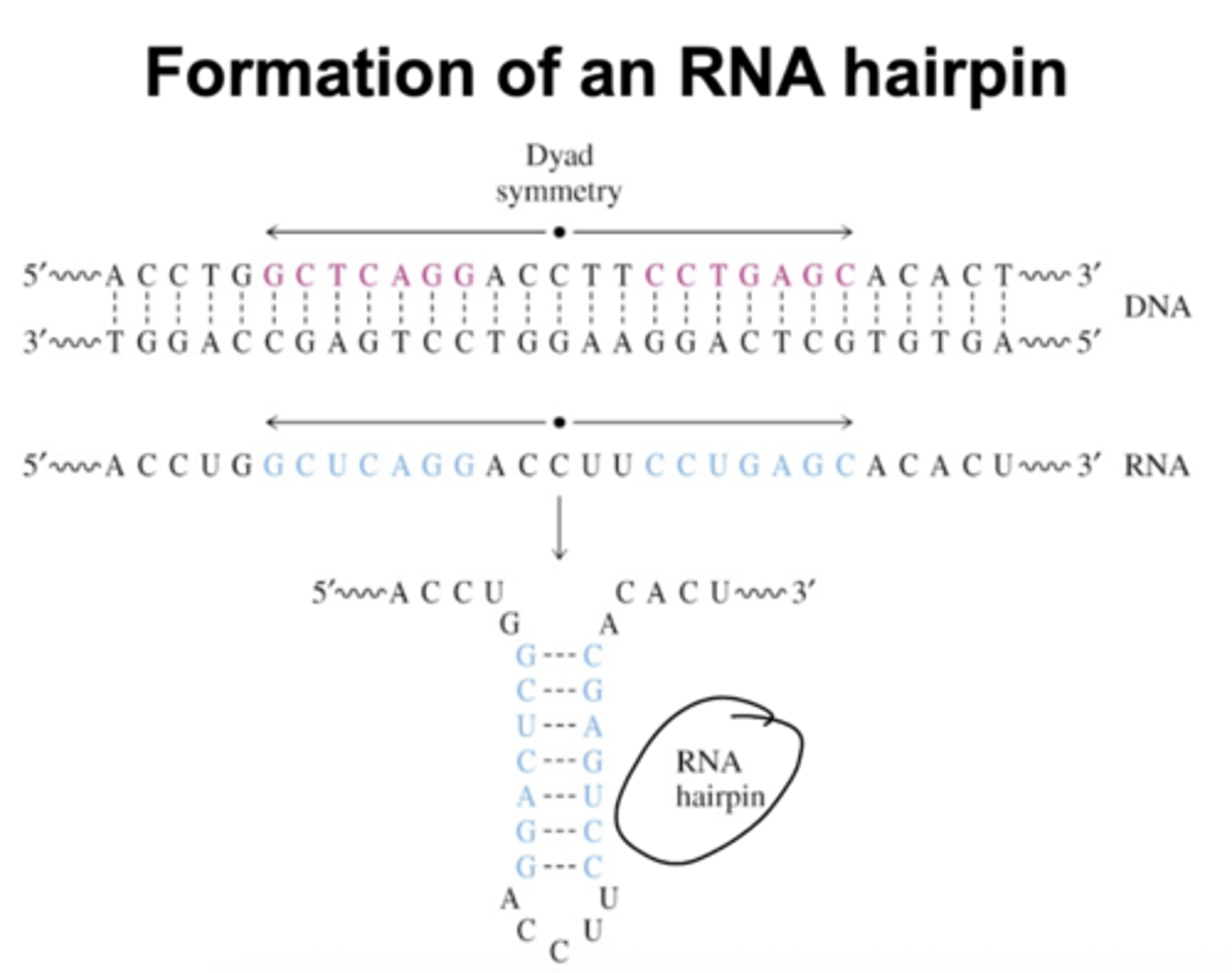 <p>This is caused by Dyad symmetry in which the DNA is symmetric about a few nucleotides. This leads to RNA forming internal base pairing. This can lead to exaggerated pause sites.</p>