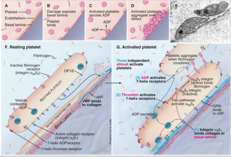<p>How are protease-activated receptors (PAR) in platelets activated, and how do they contribute to platelet activation?</p>