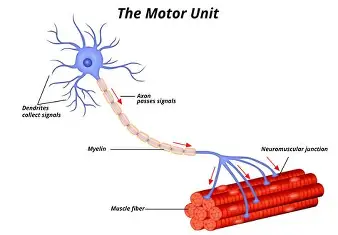 <p>Motor Unit</p>