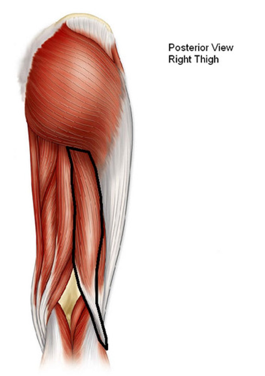 <p>Origin: ischial tuberosity</p><p>Insertion: lateral side of head of fibula; tendon is split at this site by fibular collateral ligament of knee</p><p>Innervation: tibial division of sciatic nerve (L5, <strong>S1</strong>, S2)</p><p>Action: flexes knee joint and rotates it laterally when knee is flexed; extends hip joint</p>