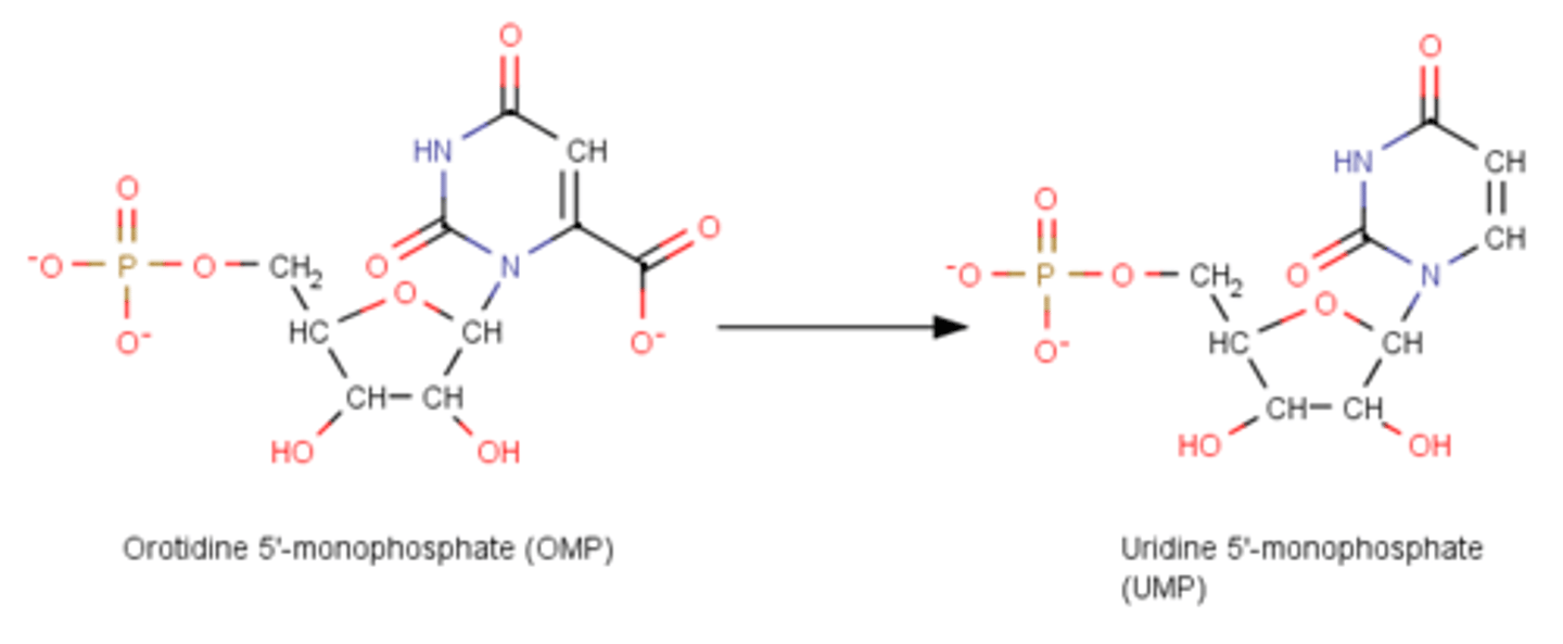 <p>last enzyme used in pyrimidine synthesis</p><p>- makes 1st pyrimidine ring= UMP</p><p>-OMP--&gt; UMP + CO2</p><p>Very efficient enzyme that does not require any cofactors for decarboxylation as it does not have a high energy intermediate</p>