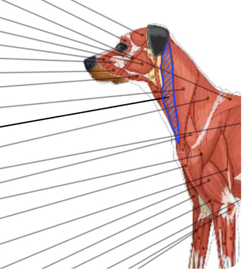 <p>muscle? </p>
