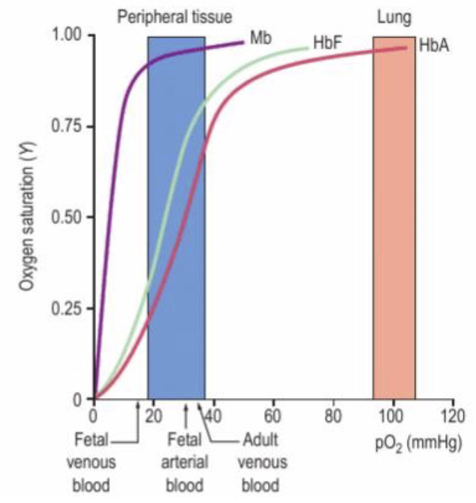 <ul><li><p>S shaped curve due to changing affinity</p></li><li><p>dissociation high in tissues low in lungs</p></li></ul><p></p>