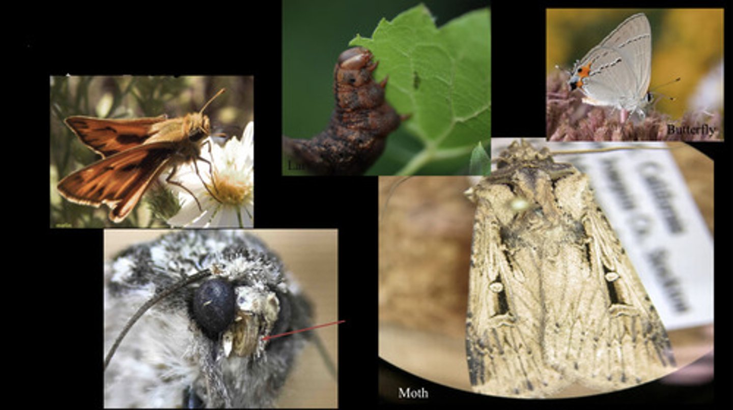 <p>- scales on wings</p><p>- adult mouthparts are sucking, larvae have chewing mouthparts</p>