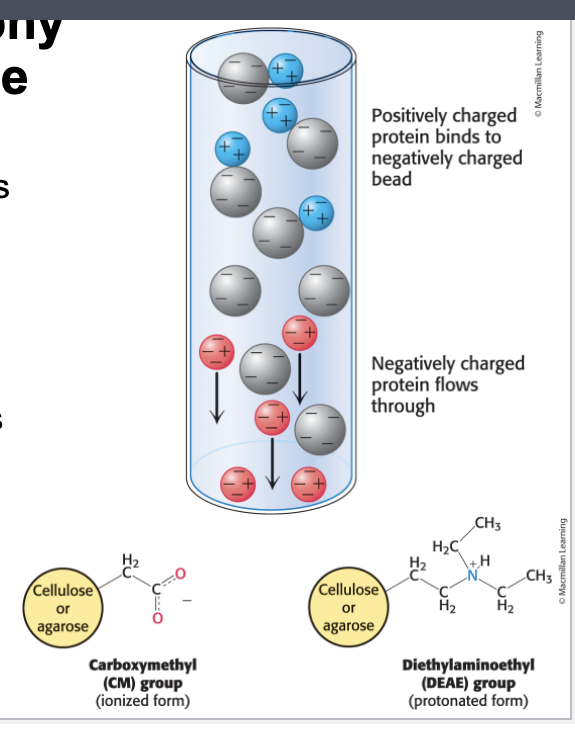 <ul><li><p>ion-exchange chromatography = separates proteins on the basis of <u>charge</u></p></li><li><p>a column is filled with charged beads and the sample is applied to the top of the column</p><ul><li><p>cation exchange chromatography uses negatively charged beads</p></li><li><p>anion exchange chromatography uses positively-charged beads</p></li></ul></li><li><p>when a protein soln is passed over the beads, proteins with the <u>same charge</u> as that on the column will exit the colum quickly</p></li><li><p>proteins with the <u>opposite charge</u> will bind to the beads</p><ul><li><p>ultimately released by <strong>increasing</strong> the salt concentration of the buffer that is passed thru column</p></li></ul></li></ul><p></p>