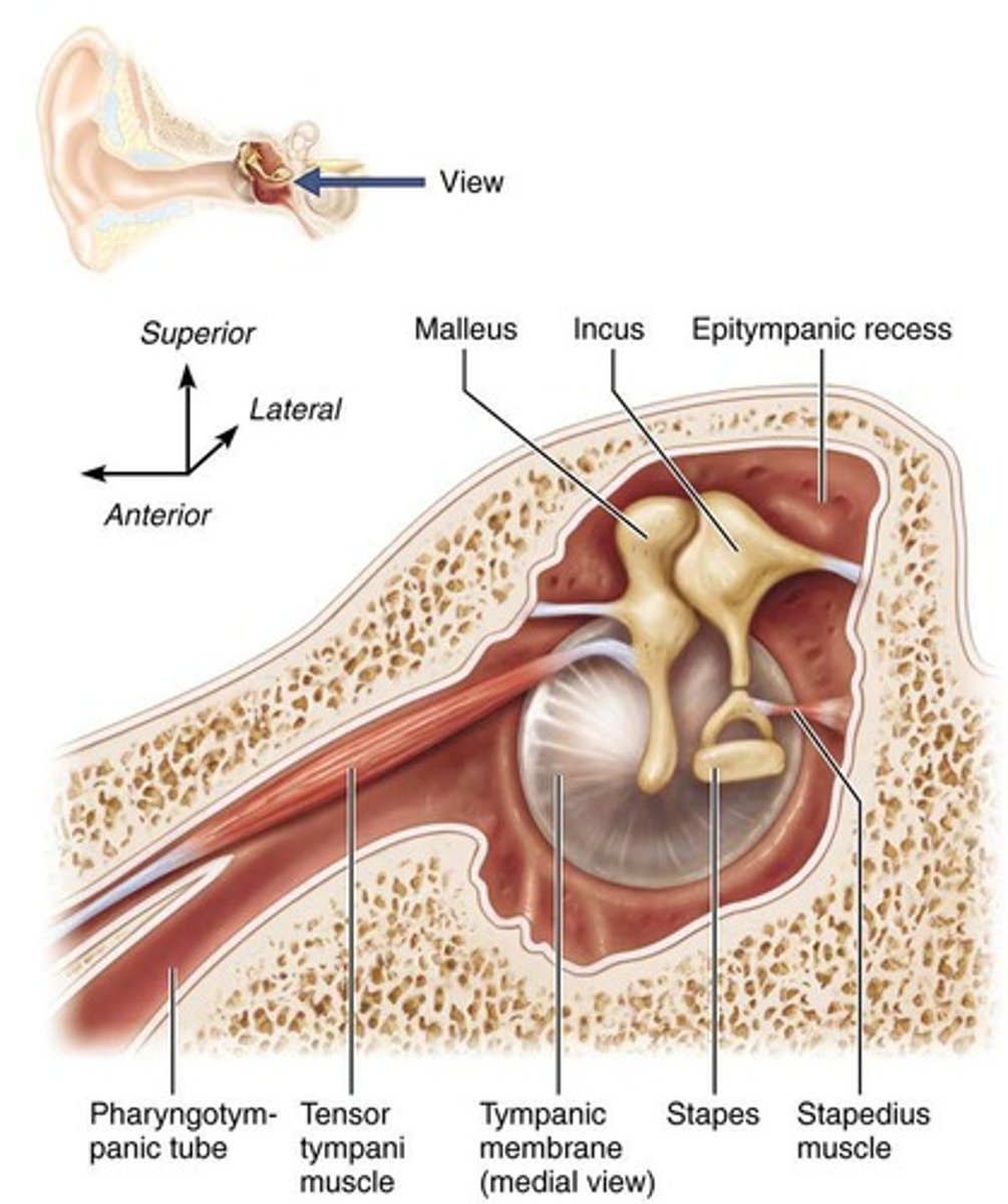 <p>Transmit sound from the external ear to the internal ear.</p>
