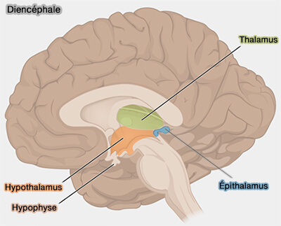 <p><span>Diencéphale</span></p>