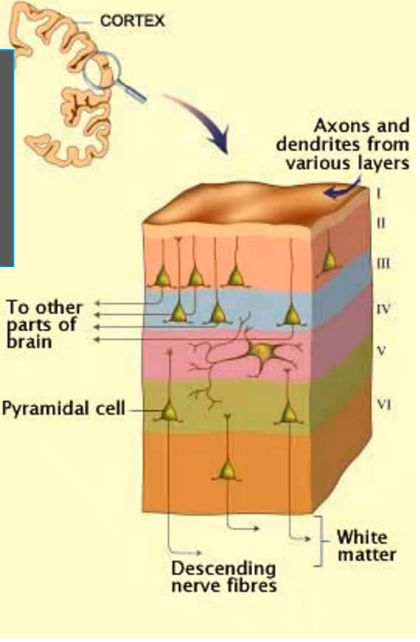 <p>layers 1 is the _____ layer and contains _____ and ______ communicates with deeper pyramidal cells, layers 2 is called _____ _____ layers contains _____ _____ cells and communicates with _____ cortical areas, layers 3 is called _____ ____ layers and contains ____ _____ cells and communicates with other hemisphere cortical areas, layers 4 is called _____ _____ layers and contains dense <strong>stellate</strong> cells that is main input layers from ______ (especially sensory cortex), layers 5 is called _____ _____ layers and contains ____ _____ neurons (betz cells) and is main output to _____ structures like brainstem/spinal cord, layers 6 is called ______ layers and is main output to ________ (feedback loop)</p>
